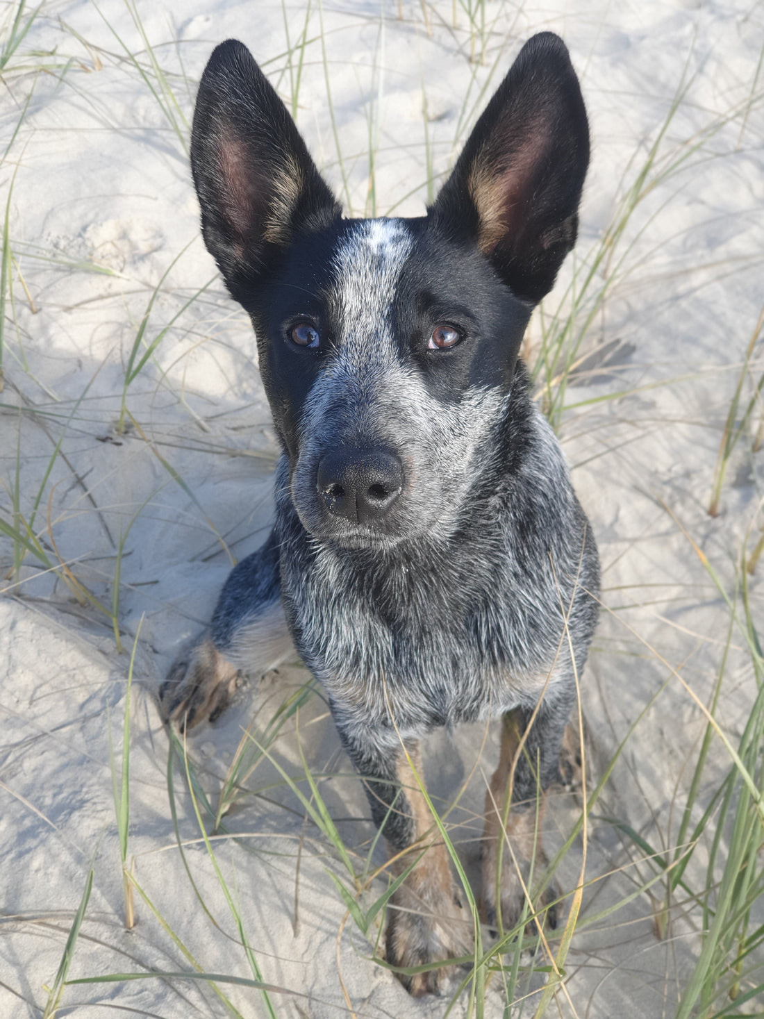 Unlocking Instincts: The Importance of Purpose-Built Toys for Herding Breeds