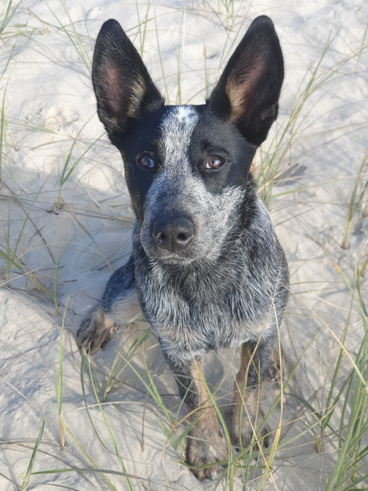 Unlocking Instincts: The Importance of Purpose-Built Toys for Herding Breeds
