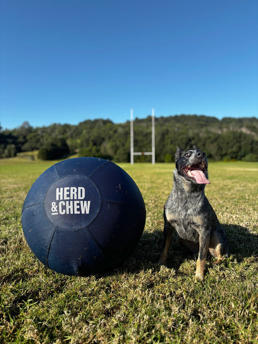 The Ultimate Guide to Engaging Your Herding Dog: Toys, Exercises, and Activities