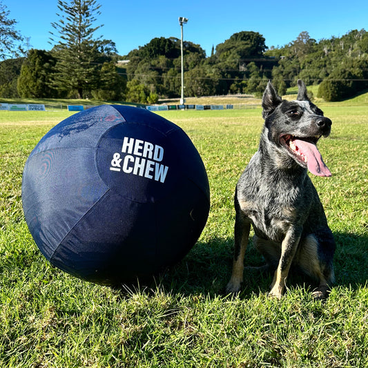 Herd & Chew | Herding Ball