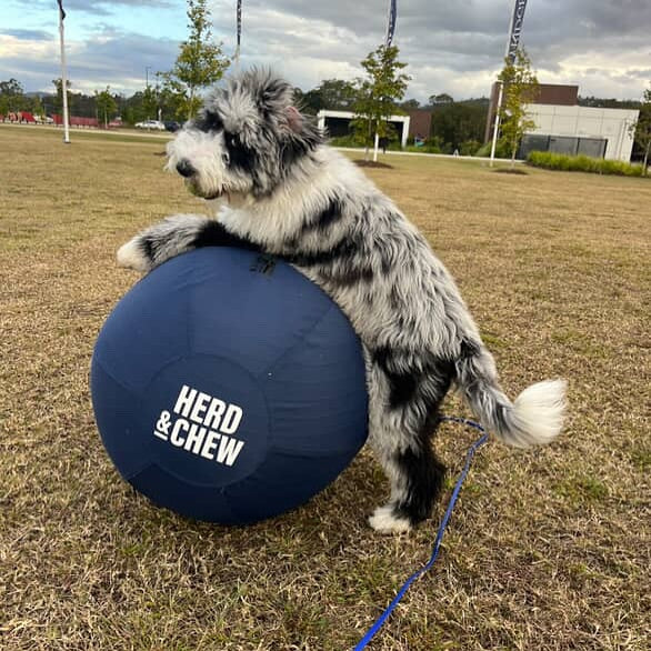 Herd & Chew | Herding Ball