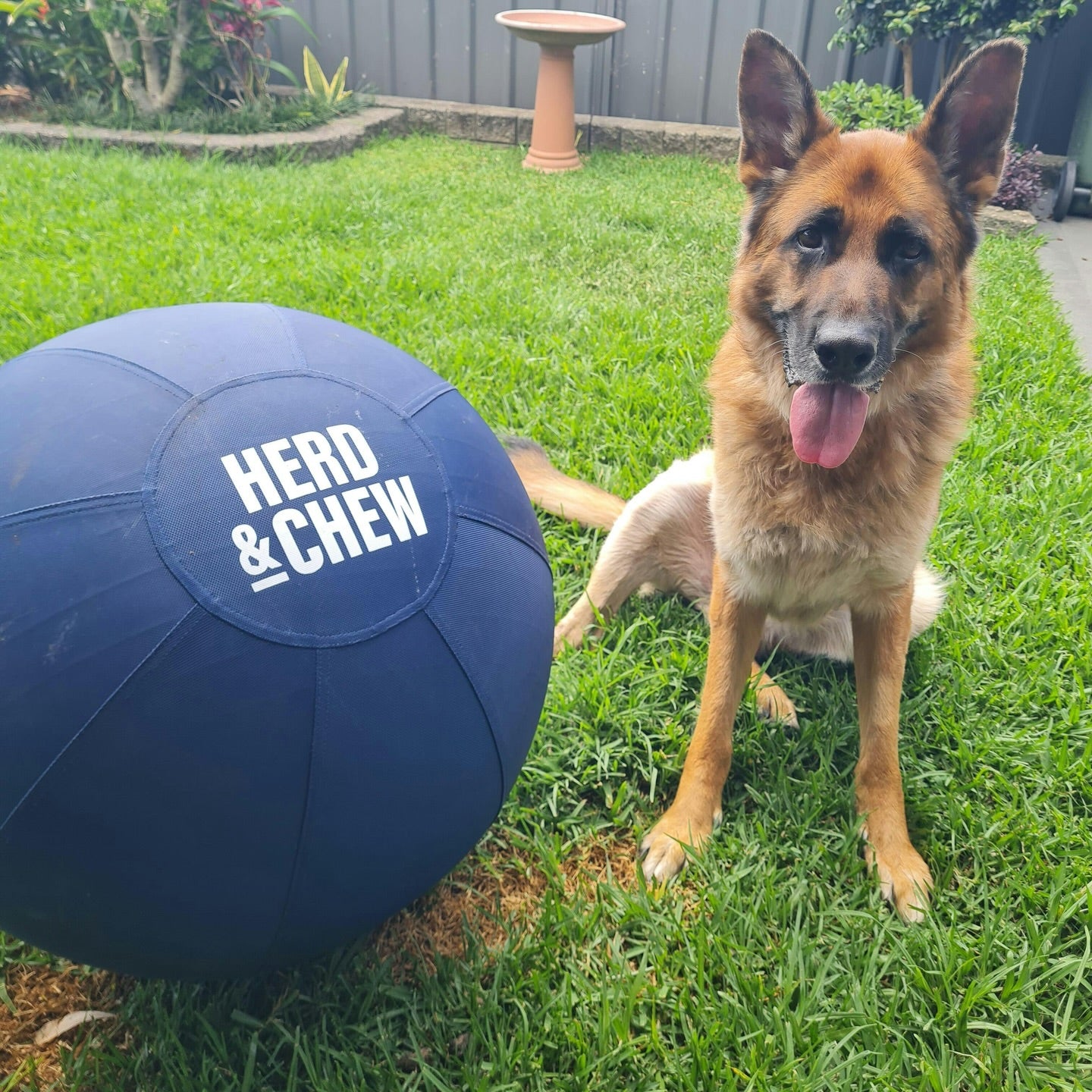 Herd & Chew | Herding Ball