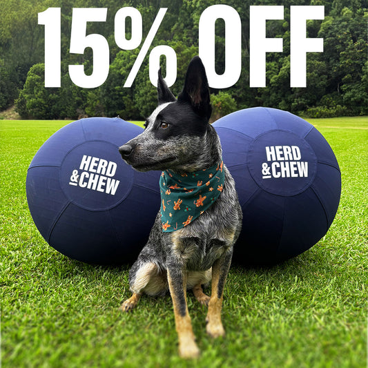 Herd & Chew | Herding Ball